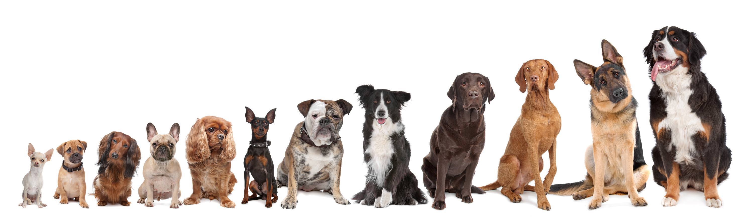 Dog Obedience Training