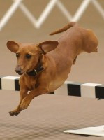 Fayetteville NC Dog Training
