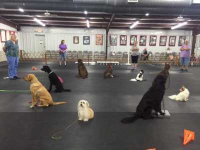 Dog Obedience Training